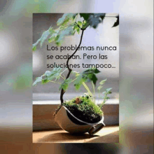 a plant in a broken pot with a quote in spanish