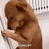 a brown dog is standing on its hind legs and looking at something with the words hungry above it .