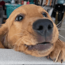 a close up of a dog 's nose with a gray background