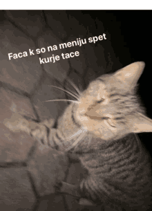 a cat with a caption that says faca k so na meniju spet kurije tace