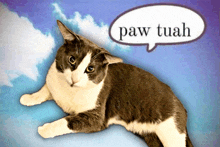 a cat is laying down with a paw tuah speech bubble above it