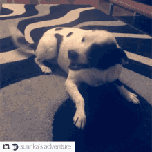 a black and white dog laying on a black and white rug with the words surinka 's adventure below it