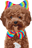 a small brown poodle wearing a rainbow bow tie