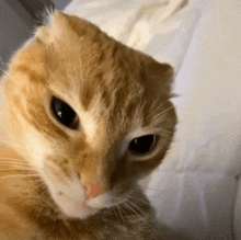 a close up of an orange and white cat 's face