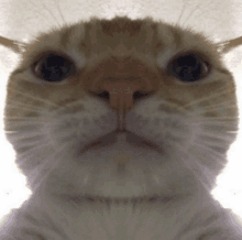 a close up of a cat 's face looking at the camera with a white background