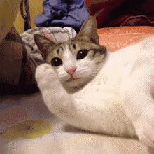 a cat is laying on a bed and looking at the camera .
