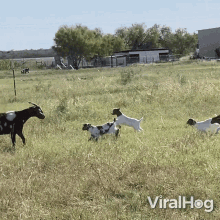 a video of a herd of goats running in a grassy field with the words viralhog on the bottom right