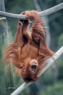 a monkey is hanging upside down from a rope