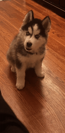 a husky puppy is sitting on a wooden floor looking at the camera