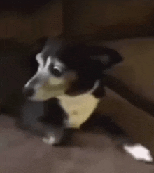 a black and white dog is laying down on a couch and looking at the camera .