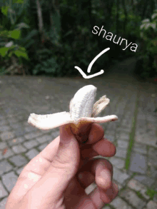 a person is holding a banana that has been peeled and says shaurya above it