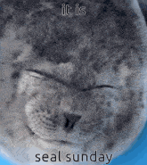 a seal with its eyes closed and the words it is seal sunday