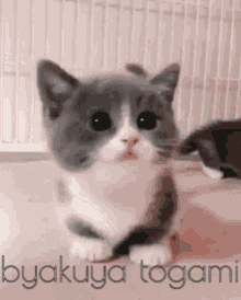 a gray and white kitten with the name byakuya togami written on the bottom