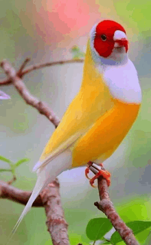 a colorful bird with a red head is perched on a branch .