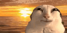 a close up of a cat 's face looking up at the sunset .