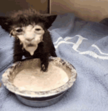 a kitten is drinking milk from a bowl