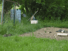 a cat is laying on the ground in a field