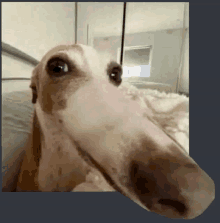 a brown and white dog with a very long nose