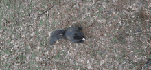 a black squirrel is laying on the ground