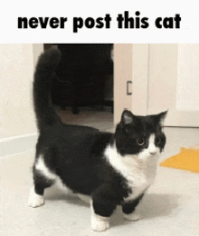 a black and white cat standing in front of a door with the words never post this cat below it