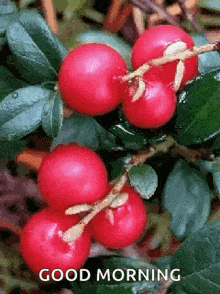 a bunch of red berries hanging from a tree branch with the words `` good morning '' written on it .