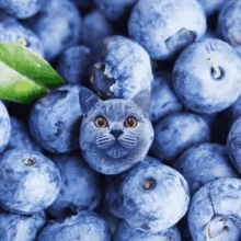 a pile of blueberries with a cat 's face in the middle