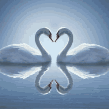 two white swans are making a heart shape with their necks .