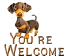 a dachshund is standing next to the words `` you 're welcome '' and says `` you 're welcome '' .