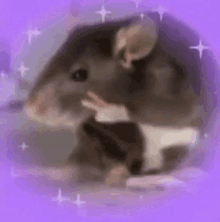 a close up of a rat with a purple background and stars .