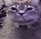 a close up of a cat 's face with a purple background