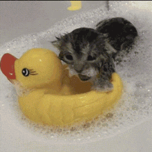 a kitten is sitting in a yellow rubber duck in a bathtub