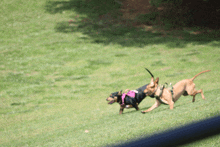 two dogs wearing harnesses are running in a field