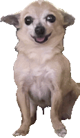 a small brown and white dog is smiling and sitting on a white background