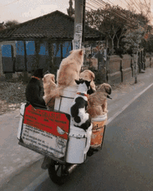 a group of cats and dogs are riding on a motorcycle with a sign that says ' jakarta ' on it