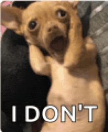 a small brown dog is laying on its back with its mouth open and a person holding it .