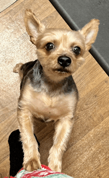 a small brown dog is standing on a wooden floor