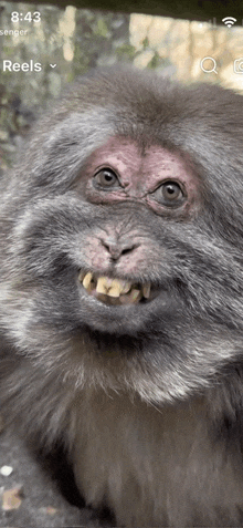 a close up of a monkey 's face with the time of 8:43 on the screen