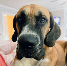 a close up of a dog 's face with a yellow door in the background