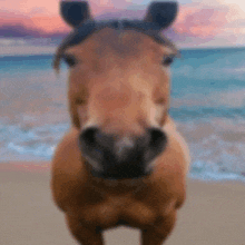 a close up of a horse standing on a beach wearing sunglasses .