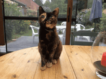 a calico cat sits on a wooden table