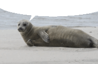 a seal is laying on the beach with a speech bubble behind it