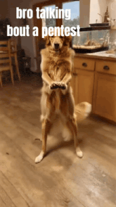 a dog standing on its hind legs with the words bro talking bout a pentest written above it