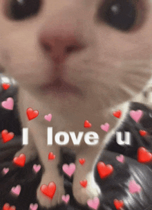 a close up of a cat surrounded by hearts and the words i love u