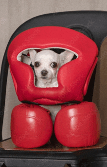 a small dog wearing a red boxing helmet and gloves