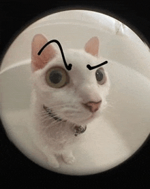 a white cat with a drawing of a smiley face on its face is looking at the camera .