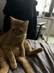 a cat laying on a bed looking at the camera with a desk in the background