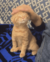 a person petting a kitten on a blue blanket