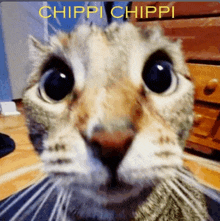 a close up of a cat 's face with the words chippi chippi on the bottom