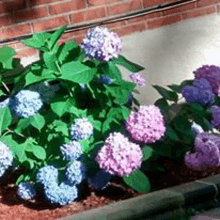 a bush with purple and blue flowers in front of a brick wall .