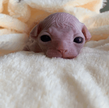 a hairless cat is laying on a white blanket and looking at the camera